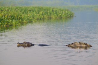 A caiman swimming in the water in a marsh surrounded by greenery, Spectacled caiman (Caiman yacare,