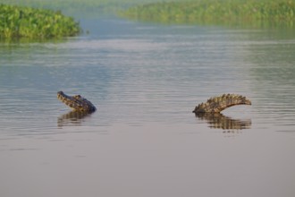A caiman moves slowly in the water, surrounded by green vegetation, spectacled caiman (Caiman
