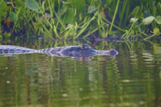 A caiman creeps past water plants, the surroundings green and calming, Spectacled caiman (Caiman