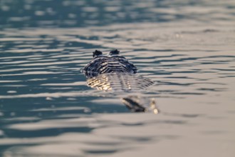 A caiman floats calmly with fine waves in the water, the atmosphere is calm, Spectacled caiman