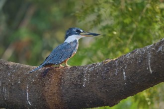 A kingfisher sits attentively on a large branch surrounded by green foliage, Red-breasted