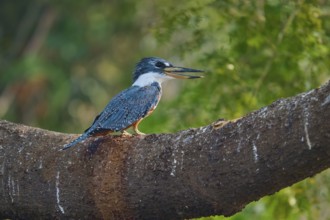 A kingfisher sits on a thick branch and observes the surroundings in the background of green trees,