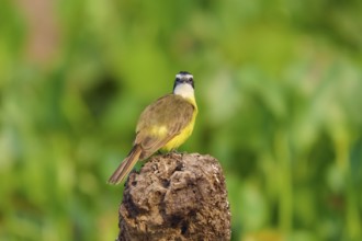 A bird sitting on a tree stump in front of a blurred green background, Sulphur Yellow Tyrant