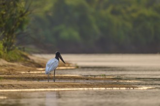 A bird stands on the riverbank in a quiet, natural environment, Jabiru (Jabiru mycteria), Pantanal,