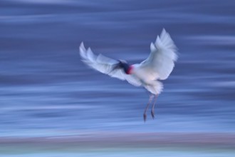 Blurred image of a flying bird spreading its wings, Jabiru (Jabiru mycteria), Pantanal, Mato