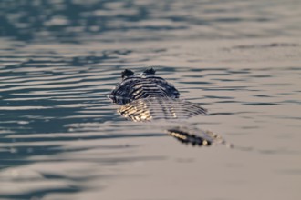 The back of a caiman glides through still water, a peaceful encounter with nature, Spectacled