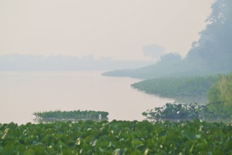 Misty river with aquatic plants and green vegetation on the banks in a quiet morning scene, Rio Sao