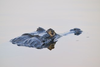 Close-up of a caiman in the water, its texture and details clearly visible, spectacled caiman
