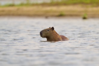 A capybara swims calmly in the water near a bank in a natural environment, Capybara, capybara