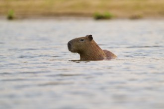 A capybara moves peacefully in the water in a natural environment near the shore, Capybara,