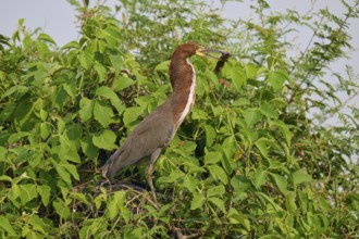 A bird stands on a branch with leaves, surrounded by natural scenery, holding prey in its beak,