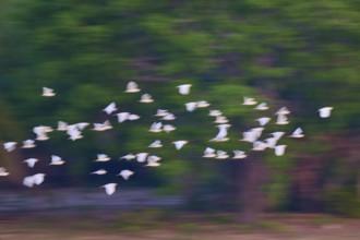 White birds flying blurred in front of a green forest background, Cattle Egret (Bubulcus ibis),