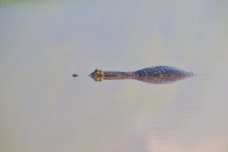 A caiman swims calmly on the water surface, its eyes just above the water, spectacled caiman