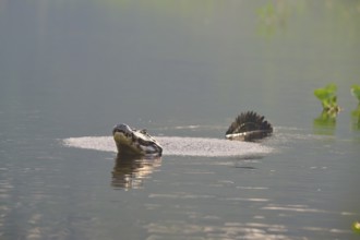 A caiman calling in the calm water with plants in the background for show, spectacled caiman