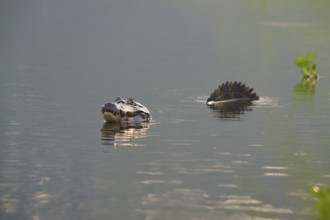 A caiman in the water with its reflection and plants in the background, spectacled caiman (Caiman