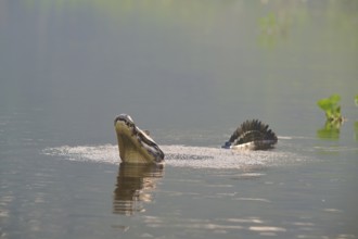 A caiman mating in the water, surrounded by a natural swamp idyll, spectacled caiman (Caiman