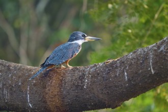 A kingfisher resting on a massive branch surrounded by natural tree elements, Red-breasted