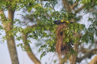 A black and yellow bird sits attentively on a nest in a tall tree, yellow-rumped cacique (Cacicus