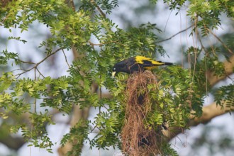 A bird sitting on a nest of twigs surrounded by green leaves in a tree, yellow-rumped cacique