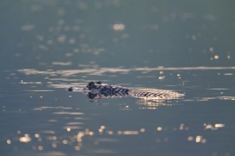 A caiman floats quietly on the surface of the water, surrounded by delicate light reflections,
