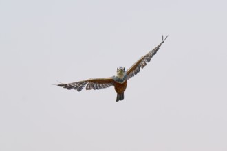 A kingfisher flies with outstretched wings in the clear sky, Red-breasted Kingfisher (Ceryle