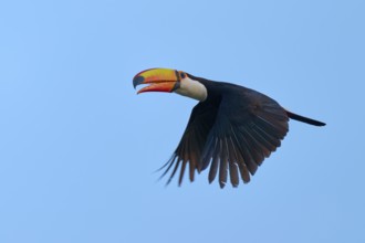Toucan in flight with outstretched wings against a blue background, giant toucan (Ramphastos toco),