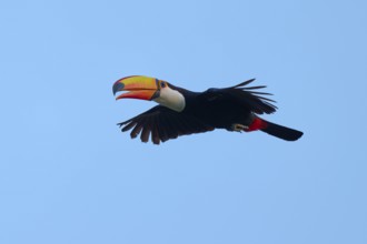 Toucan flying in front of a clear blue sky, giant toucan (Ramphastos toco), Pantanal, Mato Grosso,