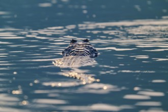 The caiman lies still in the water, surrounded by shining reflections of light, Spectacled caiman