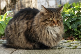 Cat, Norwegian Forest Cat, Baden-Württemberg, Germany