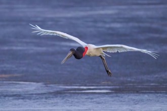 A bird in flight with outstretched wings over a wide water area, Jabiru (Jabiru mycteria),