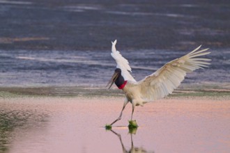 A stork with open wings lands on the water, which is coloured pink by the evening sun, Jabiru