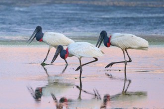 Three Jabirus walking in the water, their mirror images on the surface, Jabiru (Jabiru mycteria),