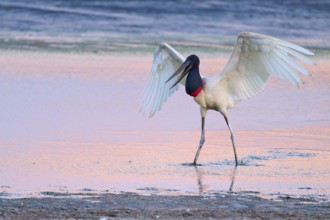 A Jabiru with raised wings standing in shallow water at sunset, Jabiru (Jabiru mycteria), Pantanal,