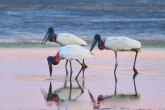 Three Jabirus standing in the water looking for food, reflected in the water, Jabiru (Jabiru