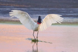 A bird with outstretched wings stands in the water, its reflection visible, Jabiru (Jabiru