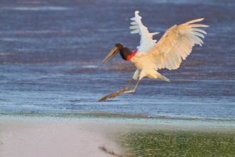 A large bird flies over water in the soft morning light and shows grace, Jabiru (Jabiru mycteria),