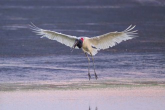A bird with outstretched wings flies over the water surface at sunset, Jabiru (Jabiru mycteria),