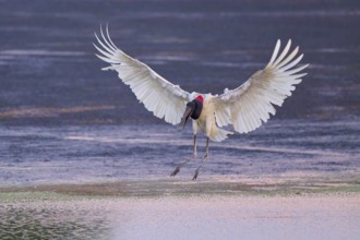 A large bird with wide-spread wings hovers over the water surface, Jabiru (Jabiru mycteria),