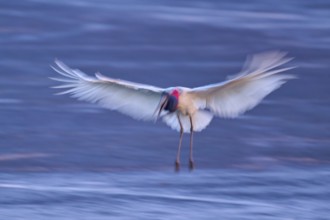 A bird in motion blur with spread wings in flight over a water surface, Jabiru (Jabiru mycteria),
