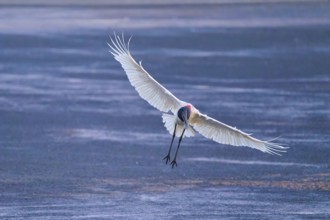 A stork with wide open wings flies over a water surface in shades of blue, Jabiru (Jabiru