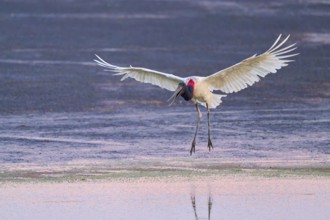 A large bird with outstretched wings flies over a body of water at dusk, Jabiru (Jabiru mycteria),