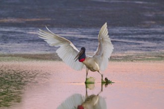 A stork completes its landing with wings outstretched as it touches the water, Jabiru (Jabiru