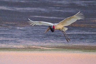 A stork flies over the water with its wings spread wide at sunset, Jabiru (Jabiru mycteria),