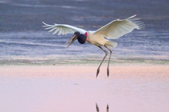 A Jabiru jumps and flies over the water, the sky is pink, Jabiru (Jabiru mycteria), Pantanal, Mato