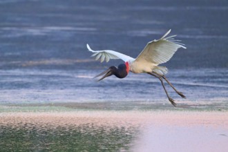 A flying Jabiru over calm water, wings spread, Jabiru (Jabiru mycteria), Pantanal, Mato Grosso,