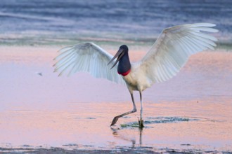 A Jabiru spreads its wings while standing in the water, the sky is pink, Jabiru (Jabiru mycteria),