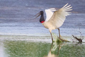 A bird energetically pushes off from the water, its wings wide open, Jabiru (Jabiru mycteria),