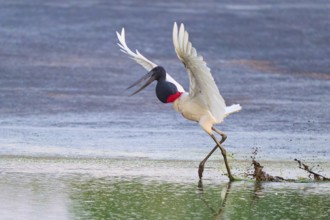 A bird dynamically pushes off from the water, splashing water surrounds it, Jabiru (Jabiru