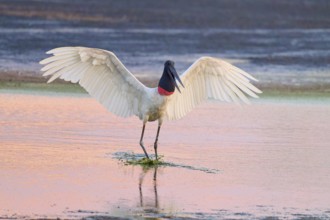 A bird with outstretched wings stands in the water, the evening sky illuminates the scene, Jabiru