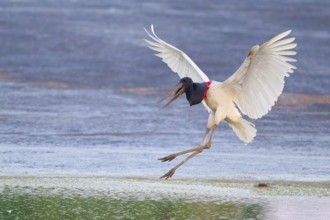 A bird leaps dynamically in the water, its wings spread wide, Jabiru (Jabiru mycteria), Pantanal,